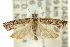  ( - 11ANIC-12538)  @13 [ ] CreativeCommons - Attribution (2011) ANIC/CBG Photography Group Centre for Biodiversity Genomics
