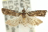  ( - 11ANIC-12539)  @13 [ ] CreativeCommons - Attribution (2011) ANIC/CBG Photography Group Centre for Biodiversity Genomics