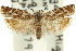  ( - 11ANIC-12563)  @11 [ ] CreativeCommons - Attribution (2011) ANIC/CBG Photography Group Centre for Biodiversity Genomics