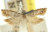 ( - 11ANIC-12570)  @11 [ ] CreativeCommons - Attribution (2011) ANIC/CBG Photography Group Centre for Biodiversity Genomics