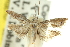  ( - 11ANIC-12578)  @11 [ ] CreativeCommons - Attribution (2011) ANIC/CBG Photography Group Centre for Biodiversity Genomics