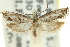  ( - 11ANIC-12586)  @11 [ ] CreativeCommons - Attribution (2011) ANIC/CBG Photography Group Centre for Biodiversity Genomics