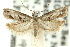  ( - 11ANIC-12587)  @11 [ ] CreativeCommons - Attribution (2011) ANIC/CBG Photography Group Centre for Biodiversity Genomics