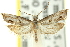 ( - 11ANIC-12588)  @11 [ ] CreativeCommons - Attribution (2011) ANIC/CBG Photography Group Centre for Biodiversity Genomics
