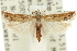  ( - 11ANIC-12592)  @12 [ ] CreativeCommons - Attribution (2011) ANIC/CBG Photography Group Centre for Biodiversity Genomics