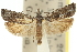  ( - 11ANIC-12594)  @11 [ ] CreativeCommons - Attribution (2011) ANIC/CBG Photography Group Centre for Biodiversity Genomics