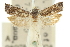  ( - 11ANIC-12595)  @11 [ ] CreativeCommons - Attribution (2011) ANIC/CBG Photography Group Centre for Biodiversity Genomics