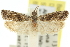  ( - 11ANIC-12599)  @12 [ ] CreativeCommons - Attribution (2011) ANIC/CBG Photography Group Centre for Biodiversity Genomics