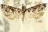  ( - 11ANIC-12605)  @12 [ ] CreativeCommons - Attribution (2011) ANIC/CBG Photography Group Centre for Biodiversity Genomics