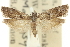  ( - 11ANIC-12620)  @11 [ ] CreativeCommons - Attribution (2011) ANIC/CBG Photography Group Centre for Biodiversity Genomics