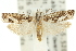  ( - 11ANIC-12622)  @15 [ ] CreativeCommons - Attribution (2011) ANIC/CBG Photography Group Centre for Biodiversity Genomics