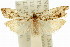  ( - 11ANIC-12647)  @11 [ ] CreativeCommons - Attribution (2011) ANIC/CBG Photography Group Centre for Biodiversity Genomics