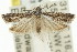  ( - 11ANIC-12673)  @13 [ ] CreativeCommons - Attribution (2011) ANIC/CBG Photography Group Centre for Biodiversity Genomics
