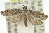  ( - 11ANIC-12684)  @13 [ ] CreativeCommons - Attribution (2011) ANIC/CBG Photography Group Centre for Biodiversity Genomics