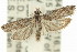  ( - 11ANIC-12685)  @13 [ ] CreativeCommons - Attribution (2011) ANIC/CBG Photography Group Centre for Biodiversity Genomics