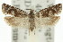  ( - 11ANIC-12687)  @11 [ ] CreativeCommons - Attribution (2011) ANIC/CBG Photography Group Centre for Biodiversity Genomics