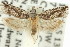  ( - 11ANIC-12692)  @13 [ ] CreativeCommons - Attribution (2011) ANIC/CBG Photography Group Centre for Biodiversity Genomics