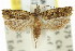 ( - 11ANIC-12722)  @11 [ ] CreativeCommons - Attribution (2011) ANIC/CBG Photography Group Centre for Biodiversity Genomics