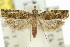  ( - 11ANIC-12723)  @11 [ ] CreativeCommons - Attribution (2011) ANIC/CBG Photography Group Centre for Biodiversity Genomics