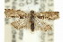  ( - 11ANIC-12731)  @11 [ ] CreativeCommons - Attribution (2011) ANIC/CBG Photography Group Centre for Biodiversity Genomics