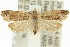  (Crocidosema - 11ANIC-12740)  @15 [ ] CreativeCommons - Attribution (2011) ANIC/CBG Photography Group Centre for Biodiversity Genomics