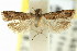  ( - 11ANIC-12768)  @11 [ ] CreativeCommons - Attribution (2011) ANIC/CBG Photography Group Centre for Biodiversity Genomics