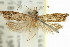  ( - 11ANIC-12769)  @11 [ ] CreativeCommons - Attribution (2011) ANIC/CBG Photography Group Centre for Biodiversity Genomics