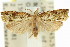  (Tritopterna - 11ANIC-12779)  @13 [ ] CreativeCommons - Attribution (2011) ANIC/CBG Photography Group Centre for Biodiversity Genomics