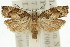  ( - 11ANIC-12783)  @11 [ ] CreativeCommons - Attribution (2011) ANIC/CBG Photography Group Centre for Biodiversity Genomics