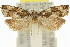  (Tritopterna sp. ANIC2 - 11ANIC-12784)  @11 [ ] CreativeCommons - Attribution (2011) ANIC/CBG Photography Group Centre for Biodiversity Genomics