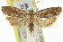 ( - 11ANIC-12788)  @11 [ ] CreativeCommons - Attribution (2011) ANIC/CBG Photography Group Centre for Biodiversity Genomics