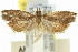  ( - 11ANIC-12790)  @11 [ ] CreativeCommons - Attribution (2011) ANIC/CBG Photography Group Centre for Biodiversity Genomics