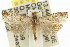  ( - 11ANIC-12793)  @13 [ ] CreativeCommons - Attribution (2011) ANIC/CBG Photography Group Centre for Biodiversity Genomics