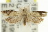  ( - 11ANIC-12795)  @14 [ ] CreativeCommons - Attribution (2011) ANIC/CBG Photography Group Centre for Biodiversity Genomics