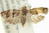  (Icelita indentata - 11ANIC-12797)  @14 [ ] CreativeCommons - Attribution (2011) ANIC/CBG Photography Group Centre for Biodiversity Genomics