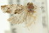  ( - 11ANIC-12799)  @12 [ ] CreativeCommons - Attribution (2011) ANIC/CBG Photography Group Centre for Biodiversity Genomics