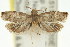  ( - 11ANIC-12800)  @12 [ ] CreativeCommons - Attribution (2011) ANIC/CBG Photography Group Centre for Biodiversity Genomics