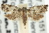  ( - 11ANIC-12804)  @13 [ ] CreativeCommons - Attribution (2011) ANIC/CBG Photography Group Centre for Biodiversity Genomics