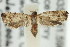  ( - 11ANIC-12805)  @11 [ ] CreativeCommons - Attribution (2011) ANIC/CBG Photography Group Centre for Biodiversity Genomics