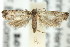  ( - 11ANIC-12806)  @13 [ ] CreativeCommons - Attribution (2011) ANIC/CBG Photography Group Centre for Biodiversity Genomics