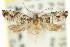  ( - 11ANIC-12808)  @11 [ ] CreativeCommons - Attribution (2011) ANIC/CBG Photography Group Centre for Biodiversity Genomics