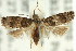 ( - 11ANIC-12810)  @11 [ ] CreativeCommons - Attribution (2011) ANIC/CBG Photography Group Centre for Biodiversity Genomics