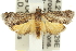  ( - 11ANIC-12827)  @13 [ ] CreativeCommons - Attribution (2011) ANIC/CBG Photography Group Centre for Biodiversity Genomics