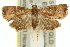  ( - 11ANIC-12859)  @13 [ ] CreativeCommons - Attribution (2011) ANIC/CBG Photography Group Centre for Biodiversity Genomics