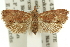  ( - 11ANIC-12860)  @11 [ ] CreativeCommons - Attribution (2011) ANIC/CBG Photography Group Centre for Biodiversity Genomics