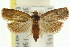  ( - 11ANIC-12887)  @11 [ ] CreativeCommons - Attribution (2011) ANIC/CBG Photography Group Centre for Biodiversity Genomics