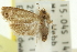  ( - 11ANIC-12888)  @11 [ ] CreativeCommons - Attribution (2011) ANIC/CBG Photography Group Centre for Biodiversity Genomics
