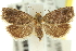  ( - 11ANIC-12892)  @11 [ ] CreativeCommons - Attribution (2011) ANIC/CBG Photography Group Centre for Biodiversity Genomics