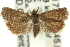  ( - 11ANIC-12893)  @11 [ ] CreativeCommons - Attribution (2011) ANIC/CBG Photography Group Centre for Biodiversity Genomics