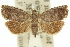 ( - 11ANIC-12894)  @11 [ ] CreativeCommons - Attribution (2011) ANIC/CBG Photography Group Centre for Biodiversity Genomics